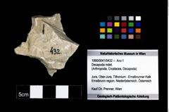 Foto (Objekt + Etikett) von Decapoda indet.  (NHMW-GEO-1990-0041-0432)